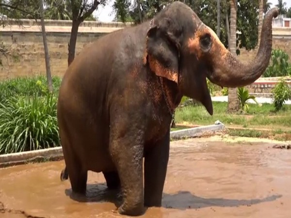 Trichy temple elephant Akila enjoys mud bath in new wallowing ground (Photo/ANI)