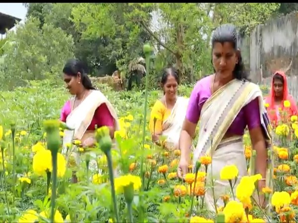 Flowers grown in Alapuzha Municipality (Photo/ANI)