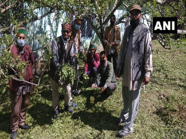 Villagers hold damaged crop of Apple after the hailstorm in Himachal Pradesh. Photo/ANI