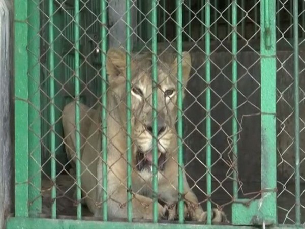 One of the two Asiatic lions in Assam State Zoo.
