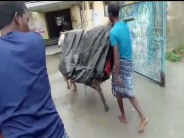 Two men carrying the woman in Chirang, Assam on Sunday. Photo/ANI