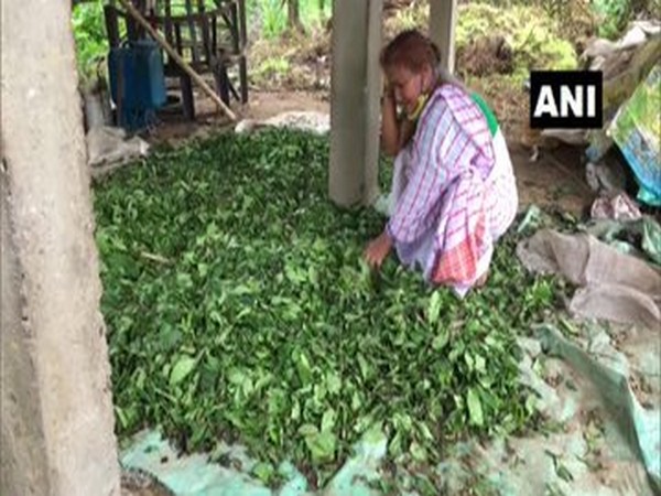 A farmer with her crop of damaged leaves in Assam on Friday. Photo/ANI