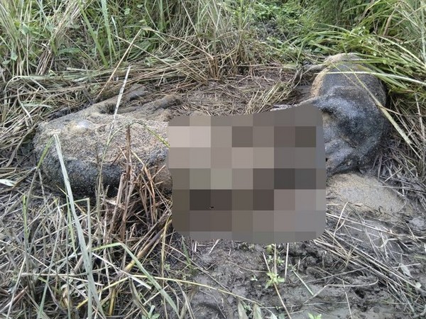 Carcasses of tiger, wild boar found in Kaziranga National Park in Assam on Saturday. Photo/ANI