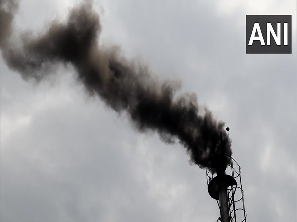 Police destroyed cannabis in Kullu (Photo/ANI)