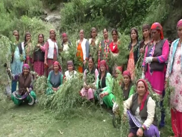Women of Dakolad village have launched a campaign to destroy cannabis plants to combat drug menace. Photo/ANI