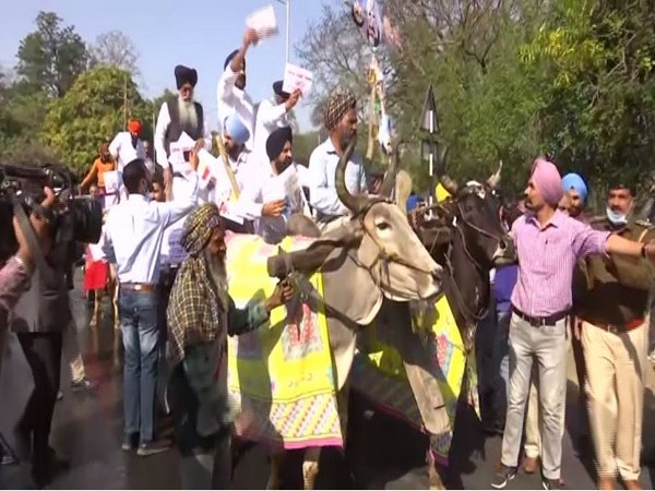A visual showing SAD MLAs on their way to Punjab Vidhan Sabha on bullock cart. (Photo/ANI) 