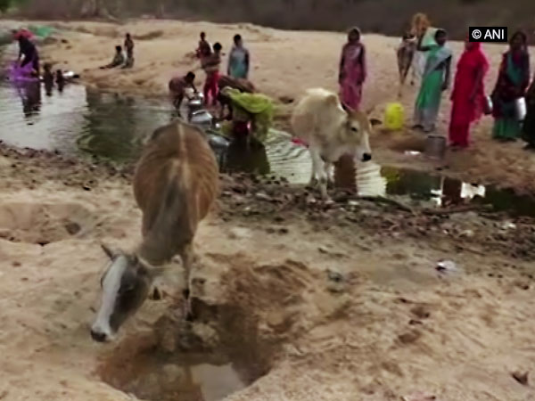 Villagers and animals are bound to share drinking water from the same pond in Balrampur [Photo/ANI]
