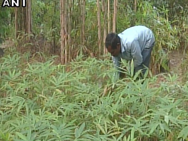 As per 2004 estimates, the size of the Chinese bamboo industry was worth Rs 2,500 crore whereas the Indian bamboo industry stood at Rs 2,043 crore.