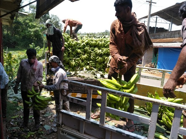 Bananas being loaded in a vehicle in Wayanad on Wednesday. Photo/ANI 