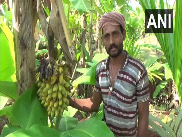 Vijayendra, a banana farmer from Shivamogga, Karnataka. Photo/ANI