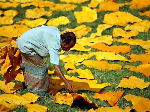 A worker collects dry leather in front of a tannery in Dhaka. (Photo Credit - Reuters)