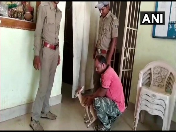 The Barking Deer (Indian Muntjac) rescued by forest officials in Nayagarh, Odisha