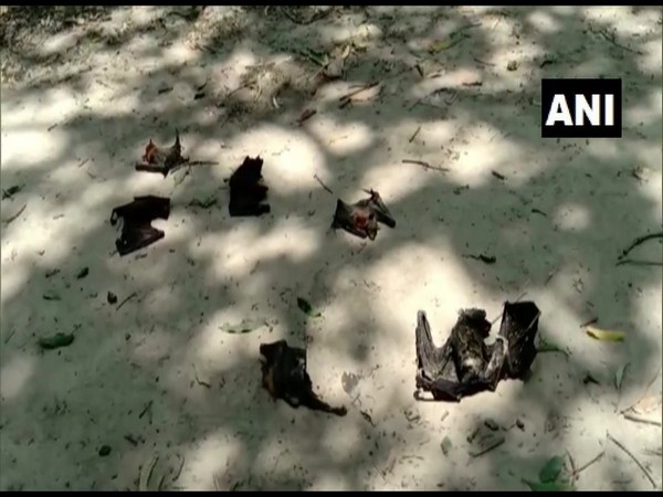 A visual of Bat carcasses found in Bishanpur village, Ballia, UP. (Photo/ANI)
