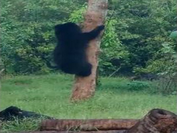 A sloth bear was found near Onkuluru village in Vajrapu Kotturu Mandal, Srikakulam district of Andhra Pradesh on Tuesday. (Photo/ANI)
