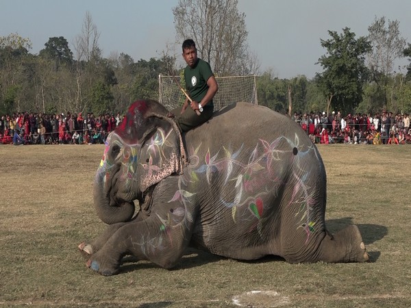 Elephants participate in beauty contest in Nepal