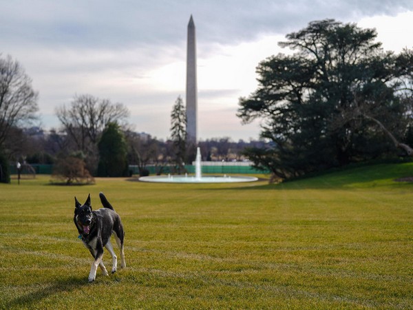 Champ and Major, the German Shepard's of President Joe Biden and First Lady Dr Jill Biden arrived at the White House on Sunday. (Photo credit: White House)