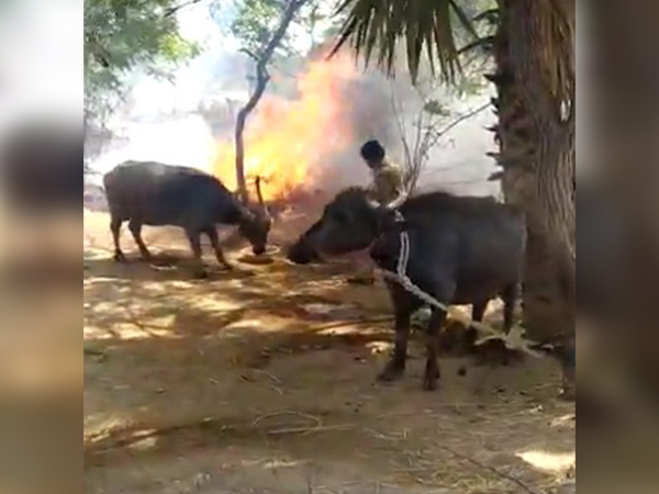 Visual from the spot at Iskilla village in Ramannapet, Telangana where a fire broke out in a cattle shed on Tuesday.
