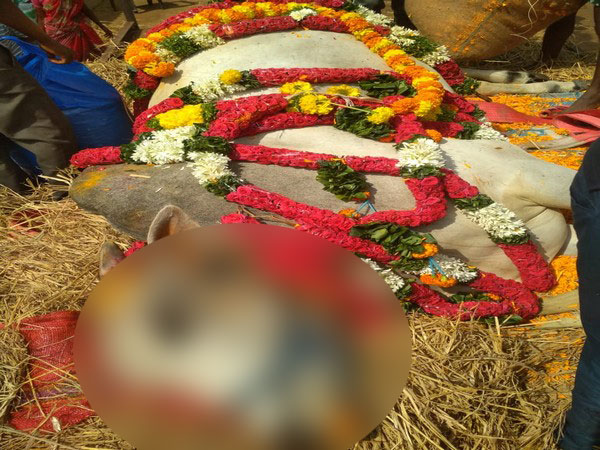 Villagers also participated in the final rites of the bullock in Krishna district, Andhra Pradesh