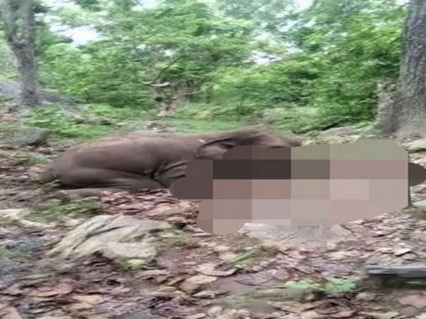 An elephant found dead in Odisha forest. Photo/ANI