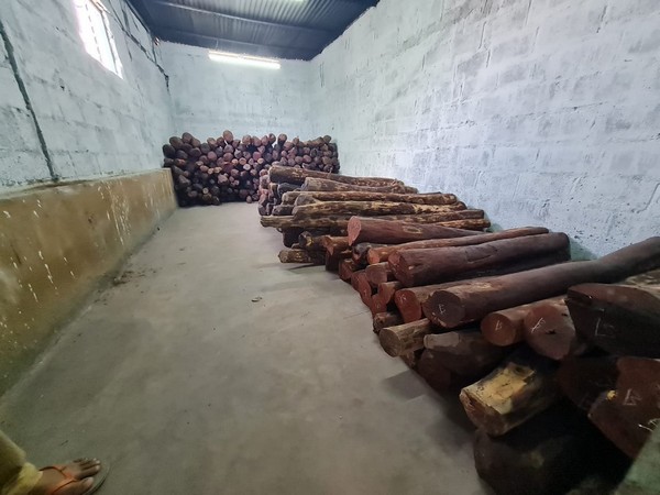 Visual of Red Sandalwood seized by Bengaluru Central Crime Branch. (Photo/ANI)