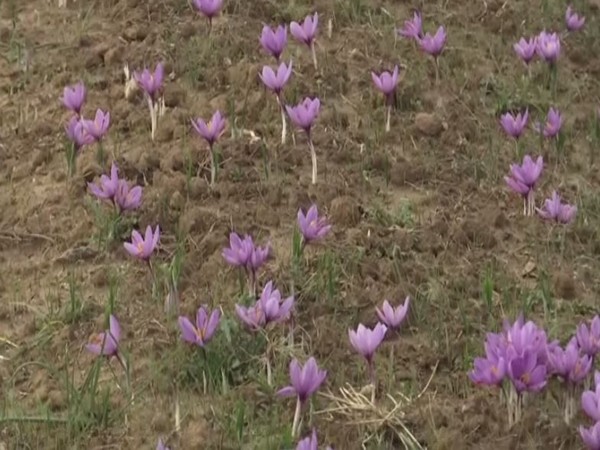 A visual from the saffron fields in Pampore, Jammu and Kashmir. (Photo/ANI)