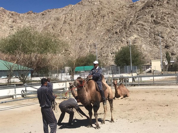 Double-humped or Bactrian Camel  Photo/ANI
