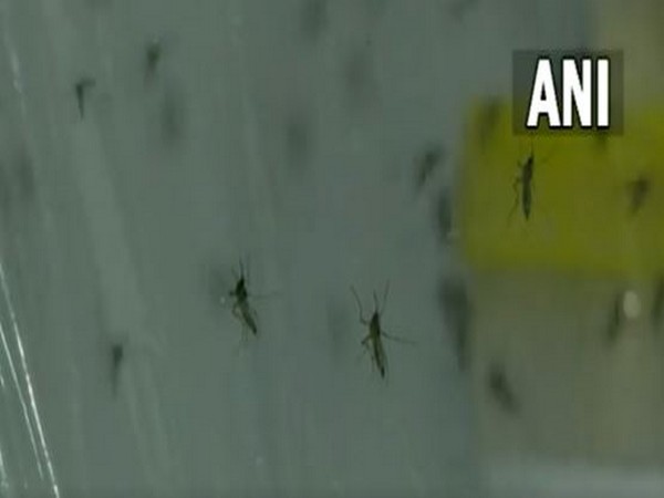 Specials mosquitoes developed by ICMR-VCRC (Photo/ANI)
