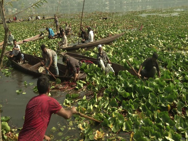 Manual cleaning of Dal Lake being done by local NGO. (Photo/ANI)