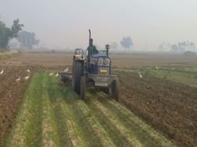 Farmers are now removing the destroyed crops and clearing the fields for next crop. (Photos/ANI)