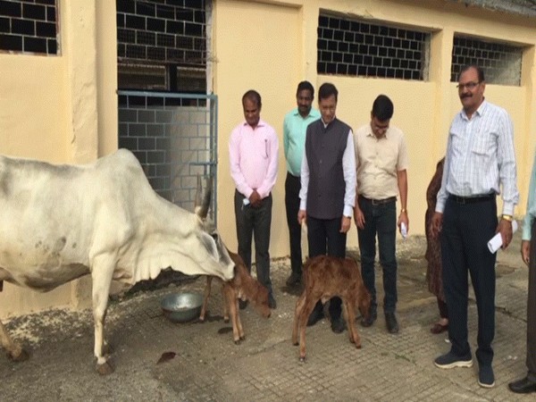Madhya Pradesh varsity breeds two female calves using embryo transplant technology [Photo/ANI]
