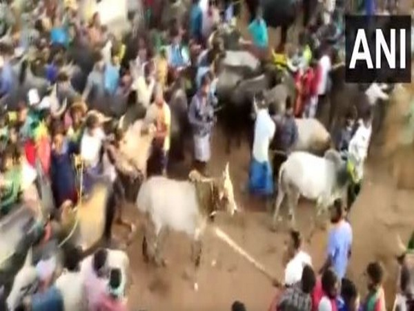 A man attacking bulls with a stick in Palamedu Jallikattu in Madurai (Photo/ANI)
