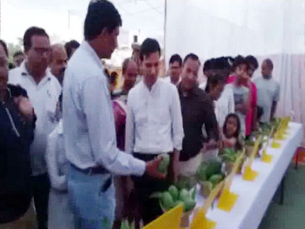 District Collector of Banswara Ashish Gupta visited the Mango festival on Friday