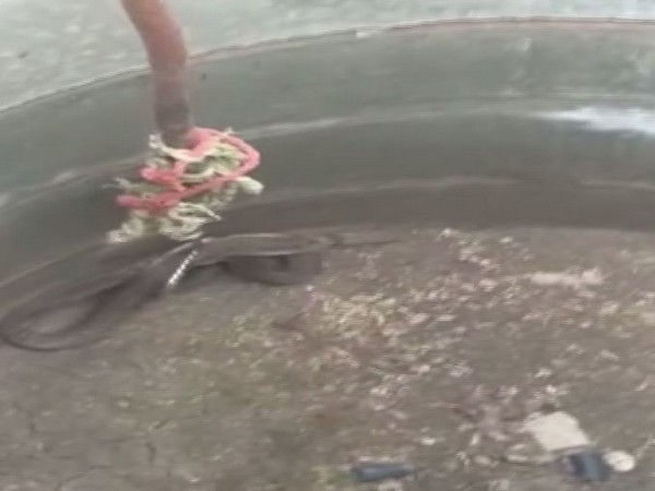 A six-feet-long cobra rescued from a septic tank at Nanjundapuram Arm House, Coimbatore (Photo/ANI)