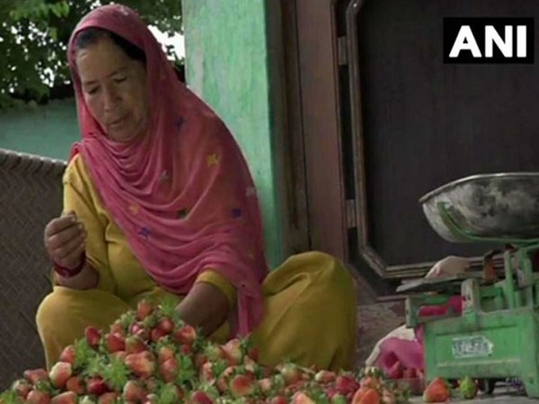 Strawberries hit the markets of Kashmir