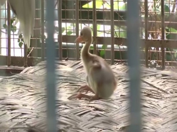 Baby crane in Lucknow Zoo (Photo/ANI)
