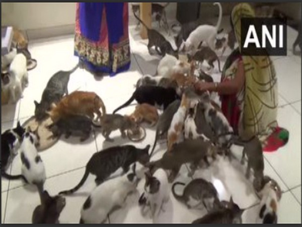 Cats eating in Cat Garden (Photo/ANI)