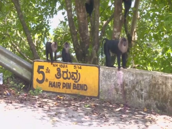Lion tailed macaques waiting at hair pin bend in Agumbe (Photo/ANI)