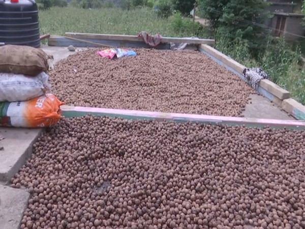 Walnuts grown in Kotranka Budhal (Photo/ANI)