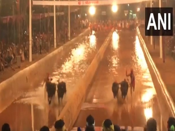 Traditional buffalo race Kambala