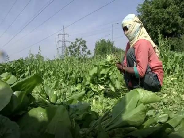 A vegetable farmer working in the field (Photo/ANI)