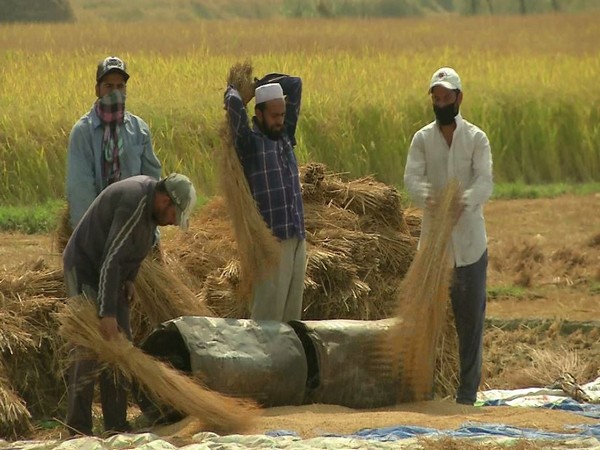 Farmers using traditional harvesting methods in the Valley. Photo/ANI