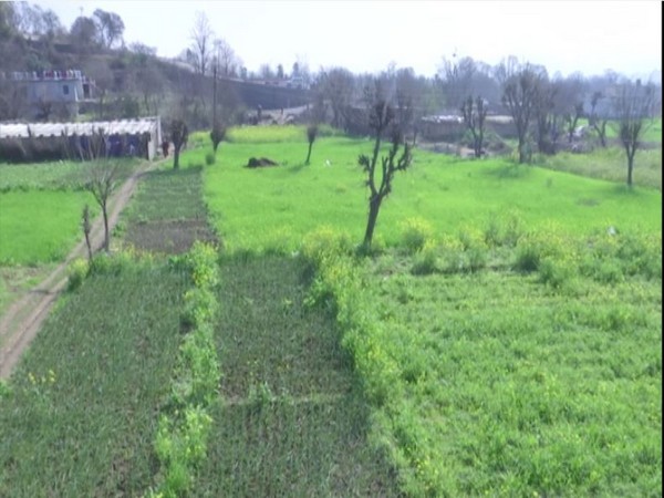 A visual of Pawan Kumar's farm. (Photos/ANI)