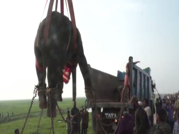 An elephant was tranquilised and rescued from Odisha's Kendrapara. (Photo/ANI)