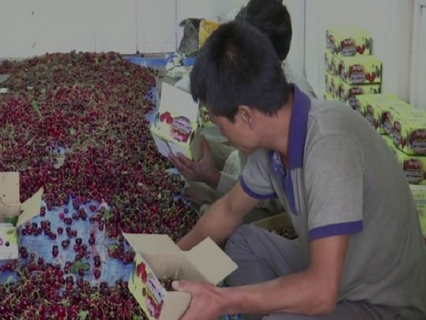 Cherries being packed in a Himachal farm (Photo/ANI)