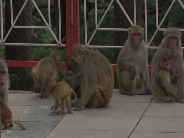 Monkey menace in Shimla (Photo/ANI)