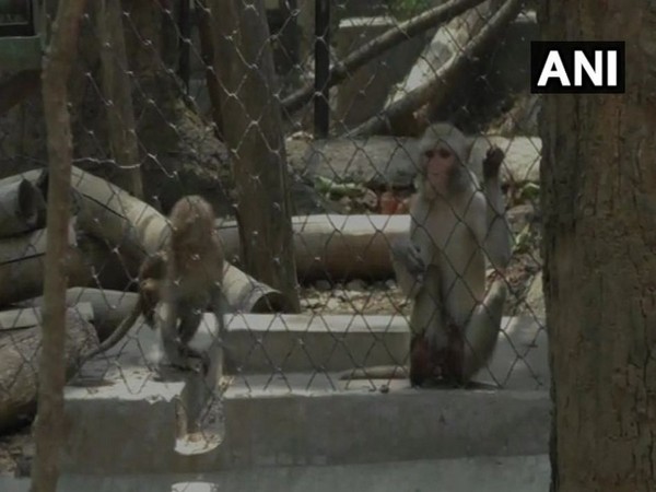 Sterilization of over 1,000 monkeys performed at Ranibagh Wildlife Transit Rescue Centre, Nainital 