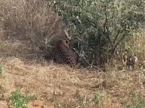 One leopard was trapped in a catch set for wild pigs in Ajalapuram village of Nalgonda district (Photo/ANI)