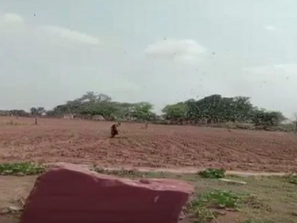 Swarms of locust seen in Dholpur, Rajasthan on Saturday (Photo/ANI)