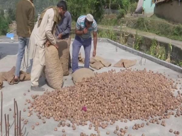 Farmers in Rajouri District are adapting walnut farming on a large-scale (Photo/ANI) 