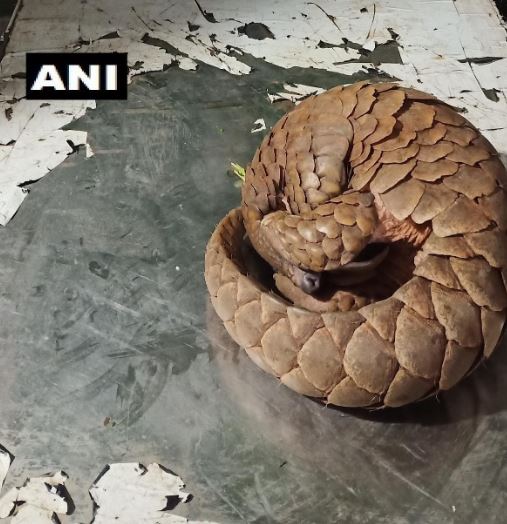 Pune police arrested three people in possession of a pangolin in Kharadi bypass area of Pune. (Photo/ANI)